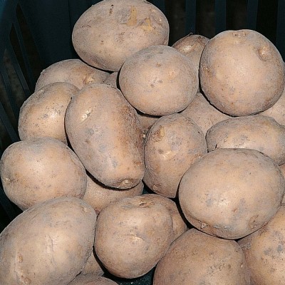 Valor Main Crop Seed Potatoes 2kg Pack Valor Main Crop Seed Potatoes 2kg Pack